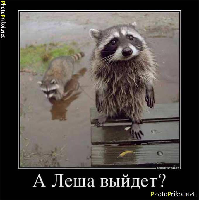 Lustige Tierbilder Russisch-Deutsch