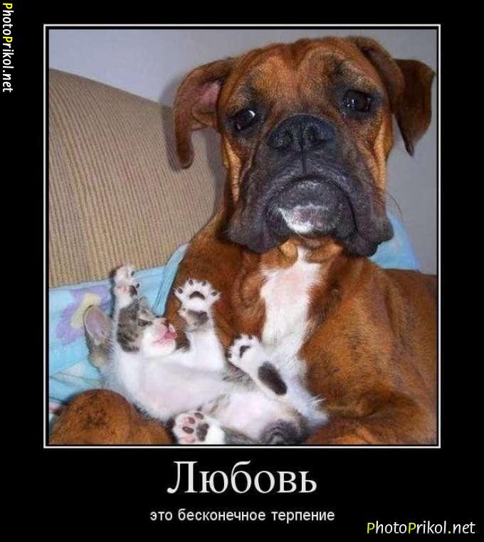 Lustige Tierbilder Russisch-Deutsch