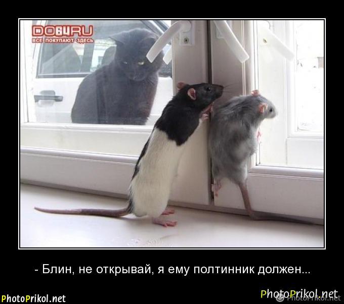 Lustige Tierbilder Russisch-Deutsch